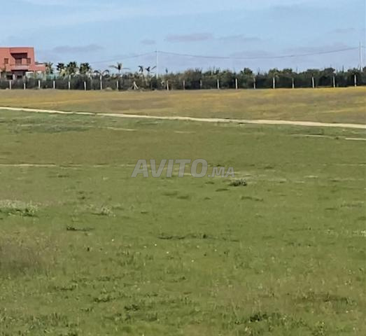 Trois hectares plats, carrés, excellents et bon marché