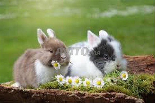 lapin arnab bunny rabit