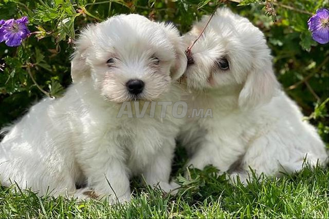 vegas mâle disponible 