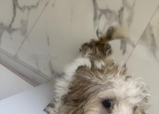 Bichon maltais à vendre 