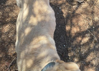 Labradors male adulte