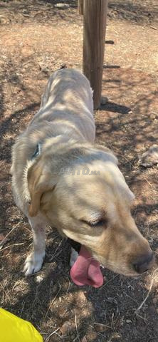 Labradors male adulte - 2