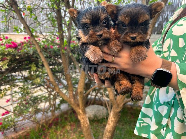 Chiot Yorshire mâle et femelle