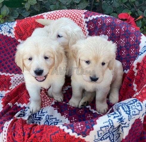 Chiots Golden Retriever mâles et femelles