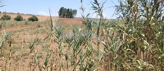 طريق  سيدي بطاش قرب حدائق واد يكن سيدي يحي 