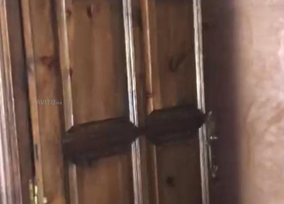 5 portes en bois massif a vendre 