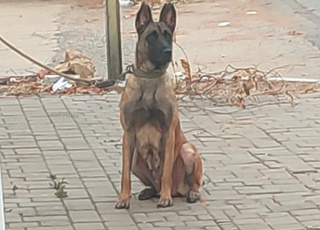 malinois femelle 