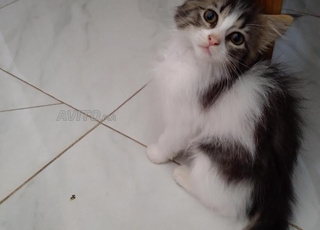   مربين قطط لتبني