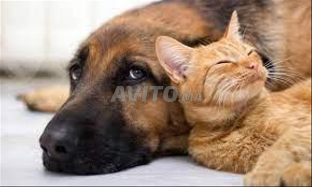 LA  GARDE  DE VOS  ANIMAUX