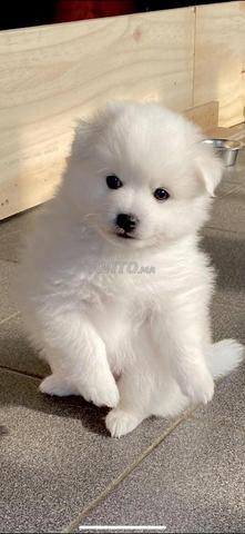 Spitz male et femelle 