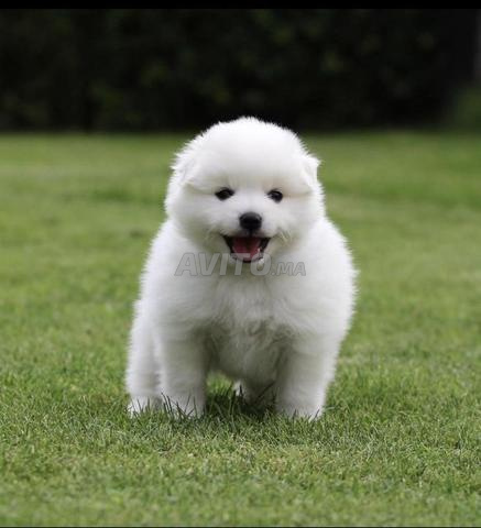 Spitz male et femelle  - 2