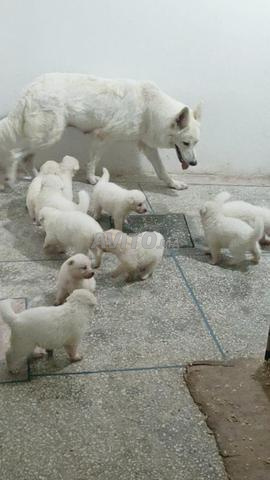 كلاب الراعي السويسريchiens berger blanc suisse  - 2