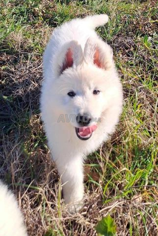 كلاب الراعي السويسريchiens berger blanc suisse 