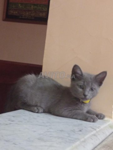 Chat bleu russe 