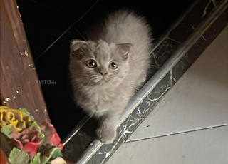 Chat  scottish fold