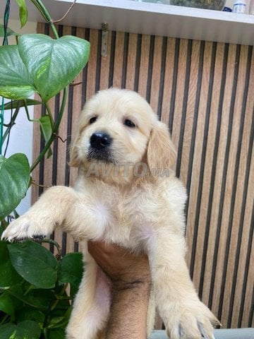 Chiots Golden Retriever
