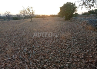 بقعة أرضية كبيرة بثمن مناسب – الصويرة