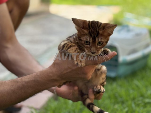 Bengal race pure 