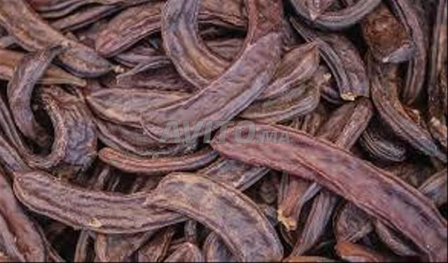 Le caroube sec à 15 DH le kilogramme