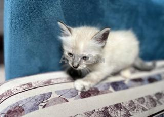 Chat et chatte siamois 