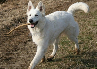 Chien Husky Sibérien 