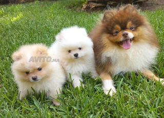 A vendre spitz Pomeranian 