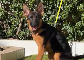 femelle berger allemand pedigree