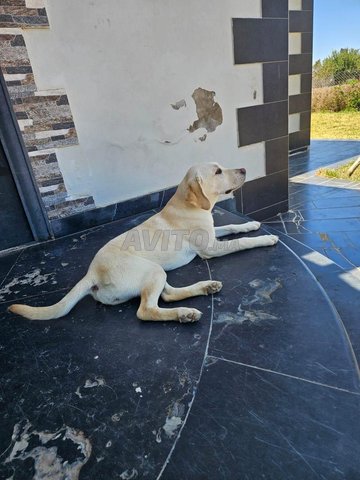 Chiennes labradors à vendre 