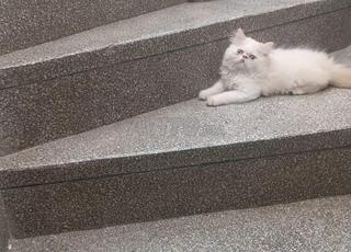 chatte et chaton  persans