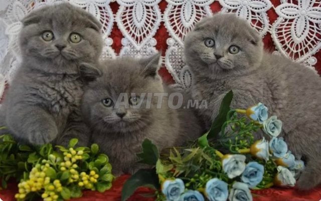 Scottish fold straight et British