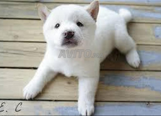 Shiba inu chien 
