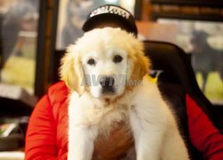 golden retriever chien