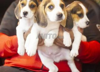 beagle chien 
