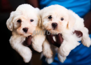 bichon maltais chien