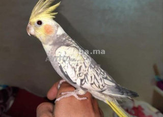 calopsitte. perruche cockataile  lutino drissage