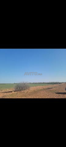 Terrain agricole 3.61 Ha région Settat