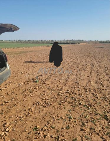Terrain agricole 3.61 Ha région Settat - 2
