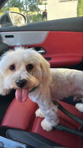 bichon maltais adulte