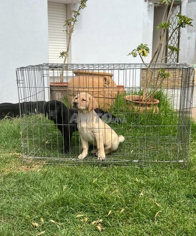 labrador retriver 100 pur 2 mois