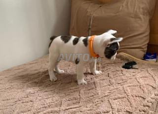 Bulldog francais 