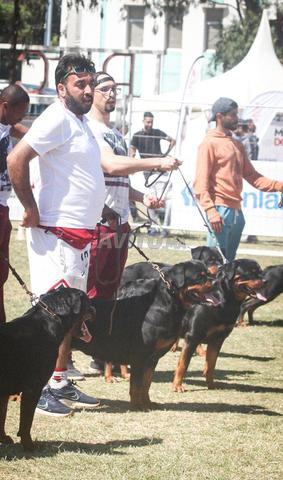 Magnifiques chiots Rottweiler pedigree