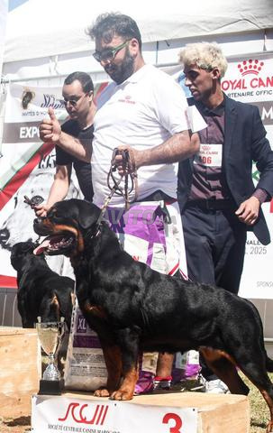 Magnifiques chiots Rottweiler pedigree