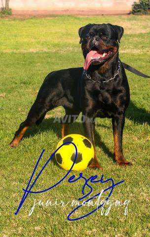 Magnifiques chiots Rottweiler pedigree