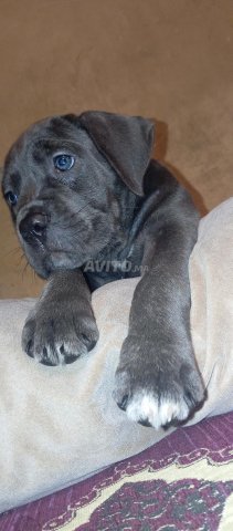 cane corso gris  et noir femelle 