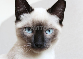 chat siamo female bébé 