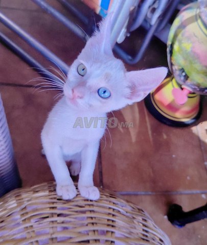 Des chats gratuits