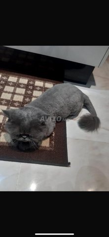 chat persan 