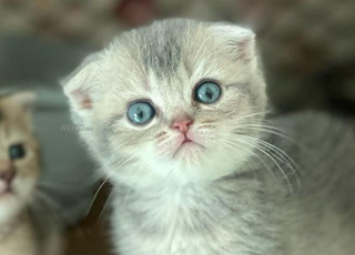 chat scottish fold & british