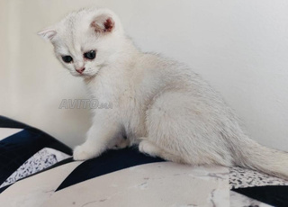 Chat scottish femmelle