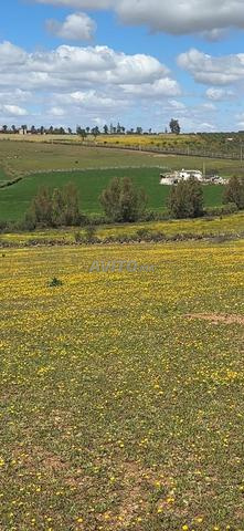 هكتار وثلاثة خدامة في عين جوهرة 4 كم تيفلت